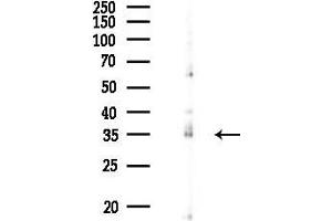 anti-Olfactory Receptor, Family 6, Subfamily Q, Member 1 (OR6Q1) (N-Term) antibody