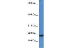 Image no. 1 for anti-Iron-sulfur cluster assembly enzyme ISCU, mitochondrial (ISCU) (N-Term) antibody (ABIN6746433) (ISCU antibody  (N-Term))