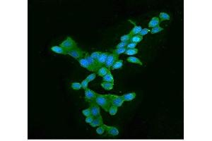 IF analysis of APOBEC3G using anti-APOBEC3G antibody (ABIN6719444).