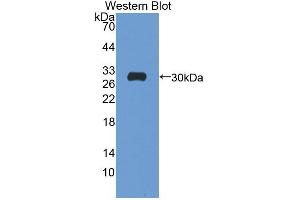Figure. (ATP1B4 antibody  (AA 132-356))