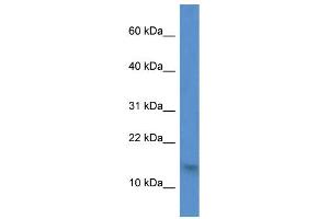 Western Blotting (WB) image for anti-H2A Histone Family, Member Z (H2AFZ) (N-Term) antibody (ABIN2788776)