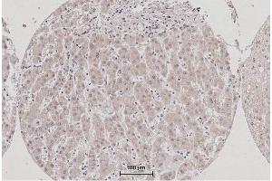 Immunohistochemistry (IHC) image for anti-Tumor Necrosis Factor (Ligand) Superfamily, Member 9 (TNFSF9) (AA 101-200) antibody (ABIN705056)