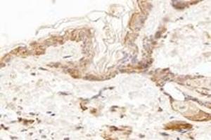 Immunohistochemistry analysis of paraffin-embedded mouse skin using,KCNK7 (ABIN7075149) at dilution of 1: 1200 (KCNK7 antibody)