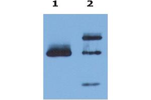 Immunoprecipitation of HLA-G from HLA-G1 transfectants (LCL-HLA-G1) by anti-human HLA-G () and protein G. (HLAG antibody  (Biotin))