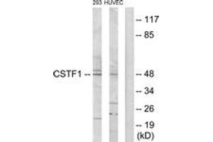Western blot analysis of extracts from HuvEc/293 cells, using CSTF1 Antibody. (CSTF1 antibody  (AA 1-50))