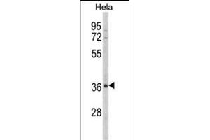 Western blot analysis of MDFIC Antibody (N-term) (ABIN652654 and ABIN2842440) in Hela cell line lysates (35 μg/lane).