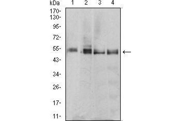 MTRF1 antibody  (AA 288-437)