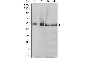 Western blot analysis using *** mouse mAb against MCF-7 (1), T47D (2), MOLT4 (3), and Raji (4) cell lysate.