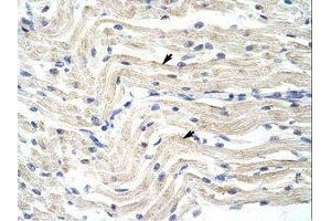 Image no. 1 for anti-Elongation Factor RNA Polymerase II (ELL) (N-Term) antibody (ABIN202827) (ELL antibody  (N-Term))