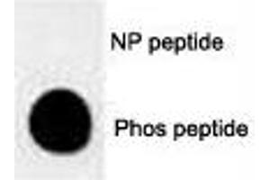 Dot blot analysis of phospho-MUC1 antibody. (MUC1 antibody  (pThr1224))