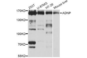 Western blot analysis of extracts of various cell lines, using ADNP Antibody (ABIN5972589) at 1/1000 dilution. (ADNP antibody)