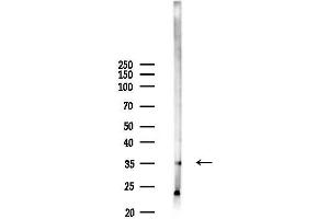 Western blot analysis of lysates from Mouse lung, using SRRD Antibody at 1/1000 dilution.