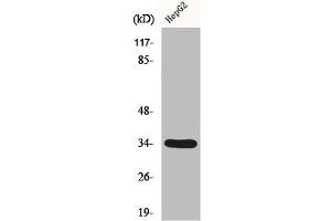 Western Blot analysis of HepG2 cells using DHRS4 Polyclonal Antibody (DHRS4 antibody  (C-Term))