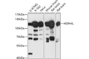 Western blot analysis of extracts of various cell lines, using HSPL antibody (ABIN7267581) at 1:1000 dilution. (HSPA4L antibody  (AA 500-600))