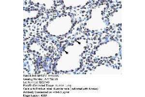 Human Lung (MYEF2 antibody  (Middle Region))