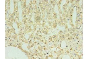 Immunohistochemistry of paraffin-embedded human adrenal gland tissue using ABIN7173289 at dilution of 1:100 (TMEM9 antibody  (AA 111-183))