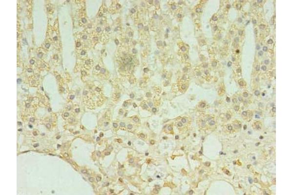 TMEM9 anticorps  (AA 111-183)