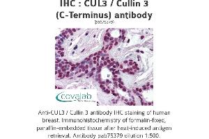 Image no. 1 for anti-Cullin 3 (CUL3) antibody (ABIN1733379) (Cullin 3 antibody)