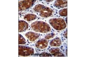 CPSF3L Antibody (N-term) (ABIN655113 and ABIN2844744) immunohistochemistry analysis in formalin fixed and paraffin embedded human stomach tissue followed by peroxidase conjugation of the secondary antibody and DAB staining. (CPSF3L antibody  (N-Term))