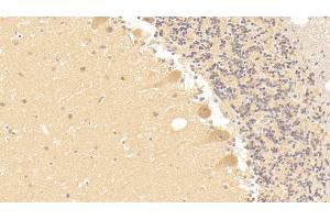 Detection of TF in Human Cerebellum Tissue using Monoclonal Antibody to Tissue Factor (TF) (Tissue factor antibody  (AA 34-251))