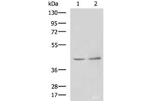 Western blot analysis of Human heart tissue Hela cell lysates using PAK1IP1 Polyclonal Antibody at dilution of 1:900 (PAK1IP1 antibody)