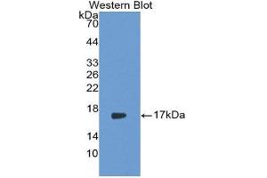 Western Blotting (WB) image for anti-Interleukin 17 (IL17) (AA 21-153) antibody (ABIN1859353)