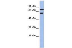 Image no. 1 for anti-Guanine Nucleotide Binding Protein-Like 3 (Nucleolar)-Like (GNL3L) (N-Term) antibody (ABIN6743286) (GNL3L antibody  (N-Term))