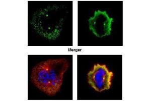 ICC/IF Image Confocal immunofluorescence analysis (Olympus FV10i) of paraformaldehyde-fixed U2OS, using Aurora A, antibody (Green) at 1:500 dilution. (Aurora A antibody  (C-Term))