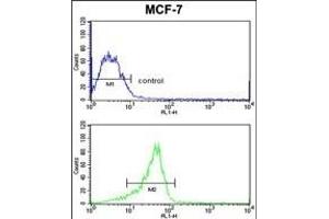 RASL11B Antibody (N-term) (ABIN652737 and ABIN2842488) flow cytometric analysis of MCF-7 cells (bottom histogram) compared to a negative control cell (top histogram). (RASL11B antibody  (N-Term))