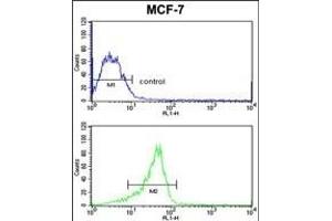 RASL11B Antibody (N-term) (ABIN652737 and ABIN2842488) flow cytometric analysis of MCF-7 cells (bottom histogram) compared to a negative control cell (top histogram).
