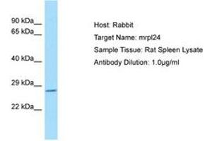 Image no. 1 for anti-Mitochondrial Ribosomal Protein L24 (MRPL24) (C-Term) antibody (ABIN6749868) (MRPL24 antibody  (C-Term))