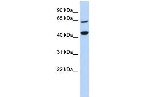 Western Blotting (WB) image for anti-Replication Factor C (Activator 1) 4, 37kDa (RFC4) (Middle Region) antibody (ABIN2782476)