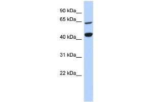WB Suggested Anti-RFC4 Antibody Titration:  0. (RFC4 antibody  (Middle Region))