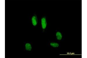 Immunofluorescence of purified MaxPab antibody to USP39 on HeLa cell. (USP39 antibody  (AA 1-565))