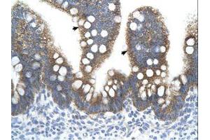 Image no. 2 for anti-Transcription Factor B2, Mitochondrial (TFB2M) (AA 101-150) antibody (ABIN324355) (TFB2M antibody  (AA 101-150))