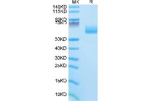 Mouse SG3 on Tris-Bis PAGE under reduced condition.