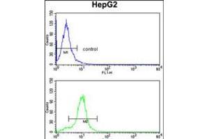 Flow cytometry analysis of HepG2 cells (bottom histogram) compared to a negative control cell (top histogram). (CYP2E1 antibody  (C-Term))