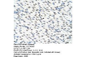 Rabbit Anti-RBM22 Antibody  Paraffin Embedded Tissue: Human Heart Cellular Data: Myocardial cells Antibody Concentration: 4. (RBM22 antibody  (C-Term))