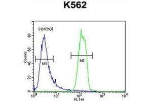 Flow cytometric analysis of K562 cells using OR2M3 Antibody (C-term) Cat.