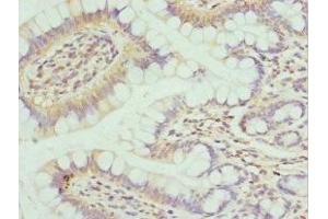 Immunohistochemistry of paraffin-embedded human small intestine tissue using ABIN7164296 at dilution of 1:100 (Neuropeptide FF antibody  (AA 34-113))