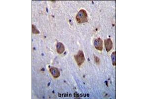 NT5DC4 Antibody immunohistochemistry analysis in formalin fixed and paraffin embedded human brain tissue followed by peroxidase conjugation of the secondary antibody and DAB staining. (NT5DC4 antibody  (AA 172-200))