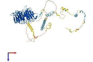 AlphaFold protein structure predicition of Human Recombinant WDR70 Protein, UniprotID Q9NW82 (WDR70 Protein (AA 1-654) (His tag))