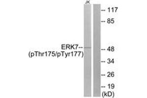 Western blot analysis of extracts from Jurkat cells, using ERK8 (Phospho-Thr175+Tyr177) Antibody. (MAPK15 antibody  (pThr175))