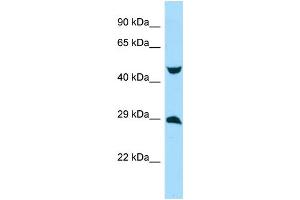 WB Suggested Anti-MYCT1 Antibody Titration: 1. (Myc Target 1 antibody  (Middle Region))