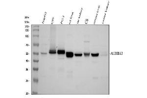 Western blot analysis of ALDH1A3 using anti-ALDH1A3 antibody (ABIN5518802). (ALDH1A3 antibody  (AA 37-154))