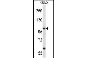 Western blot analysis in K562 cell line lysates (35ug/lane). (KCNC3 antibody  (C-Term))