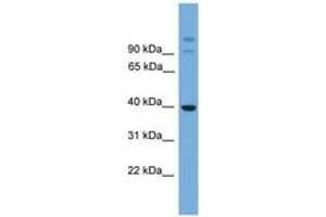 Image no. 1 for anti-SGT1, Suppressor of G2 Allele of SKP1 (SUGT1) (AA 251-300) antibody (ABIN6744951) (SUGT1 antibody  (AA 251-300))