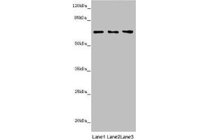 Western blot All lanes: STXBP2 antibody at 4. (STXBP2 antibody  (AA 1-280))
