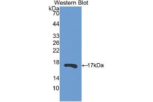 Western blot analysis of the recombinant protein. (RNASE13 antibody  (AA 20-156))