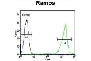Flow cytometric analysis of Ramos cells using CD168 / HMMR Antibody (C-term) Cat. (HMMR antibody  (C-Term))